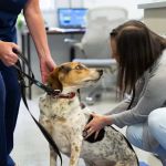 The Oncology Service - Leesburg