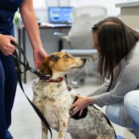 The Oncology Service - Leesburg ico