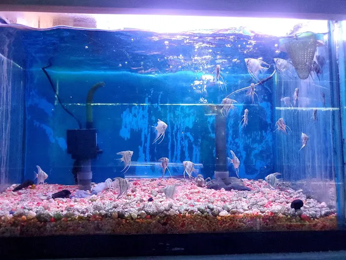 Tropical Fish World Picture 3