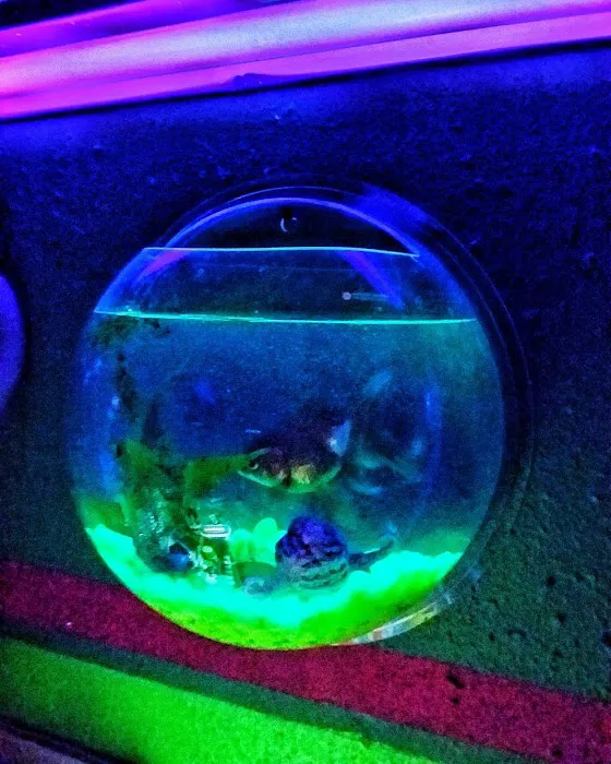 Tropical Fish World Picture 7