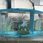 Tropical Fish World