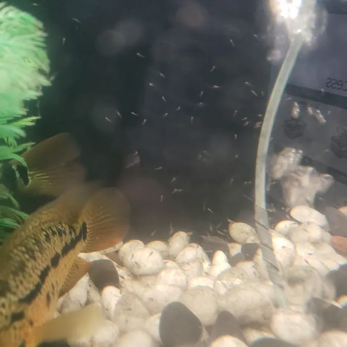 Tropical Fish World Picture 4
