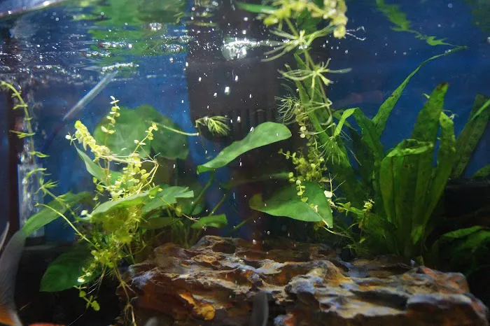 Tropical Fish World Picture 8