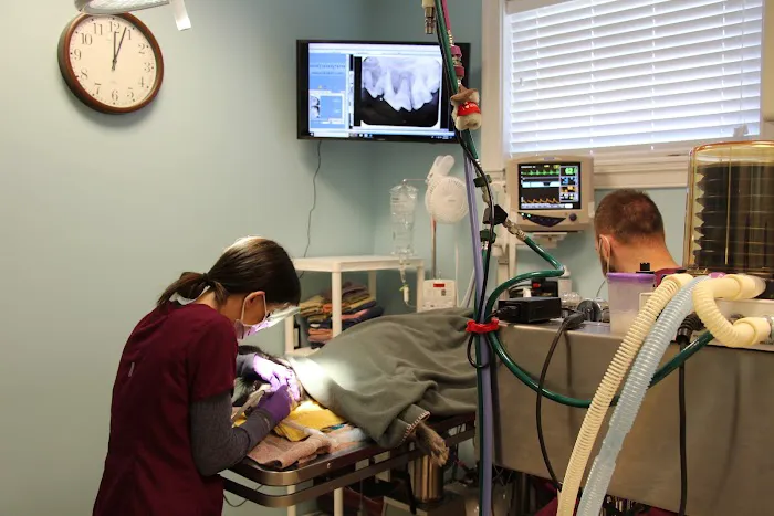 Animal Dentistry & Oral Surgery Picture 8