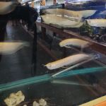 The Fin Shop