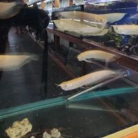 The Fin Shop ico