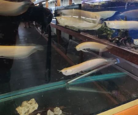 The Fin Shop
