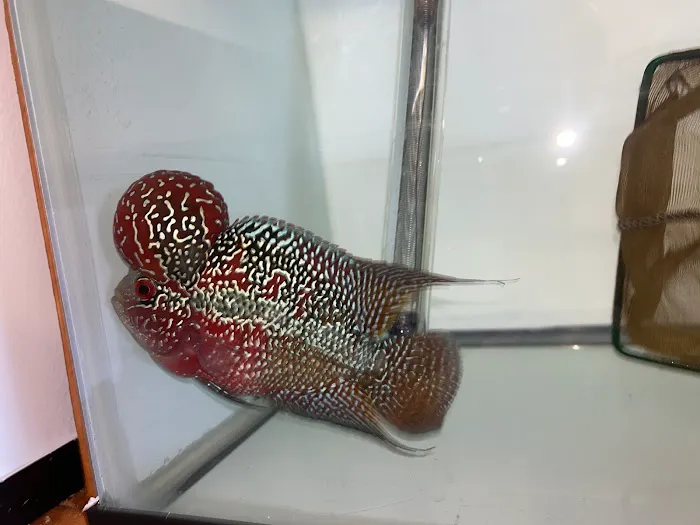 The Fin Shop Picture 5