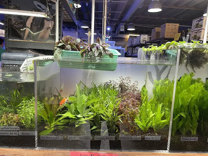 Seaside Tropical Fish Picture 3