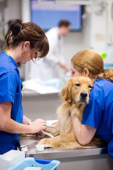 Bush Veterinary Neurology Service (BVNS) - Leesburg Picture 1