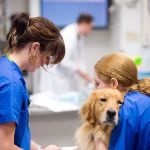 Bush Veterinary Neurology Service (BVNS) - Leesburg