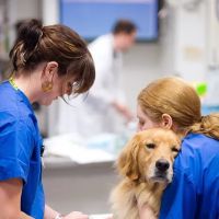 Bush Veterinary Neurology Service (BVNS) - Leesburg ico