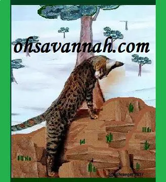 Oh Savannah Picture 8