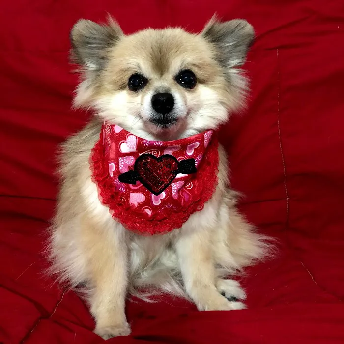 CVCA Cardiac Care For Pets Picture 2
