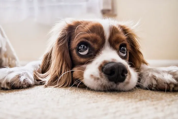 CVCA Cardiac Care For Pets Picture 1