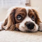 CVCA Cardiac Care For Pets
