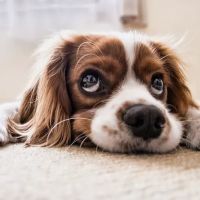 CVCA Cardiac Care For Pets ico