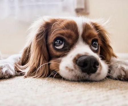 CVCA Cardiac Care For Pets