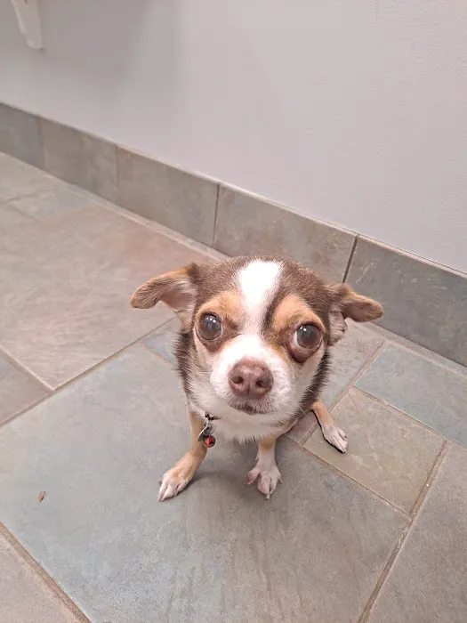CVCA Cardiac Care For Pets Picture 6