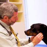 Leesburg Veterinary Internal Medicine
