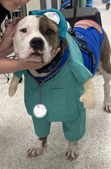 Leesburg Veterinary Internal Medicine Picture 5