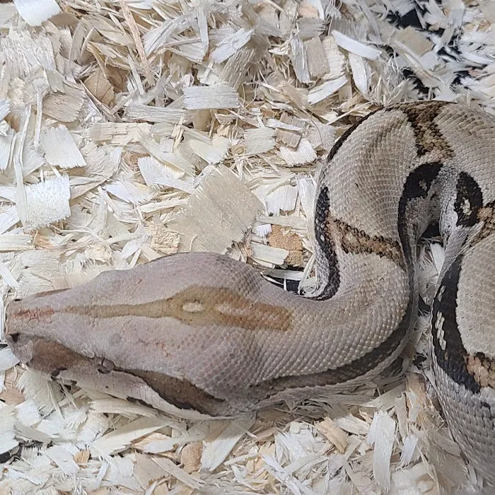 Kendog's Reptile Shop Picture 7