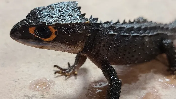 Kendog's Reptile Shop Picture 3