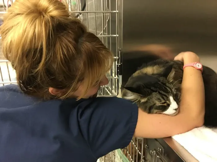 VCA Animal Emergency Critical Care Picture 4