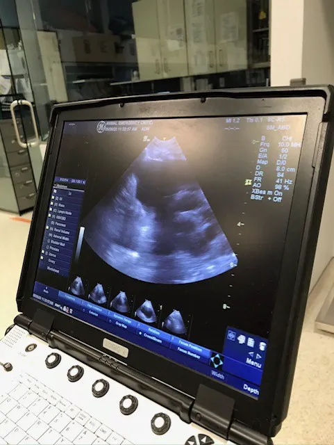 VCA Animal Emergency Critical Care Picture 5