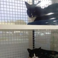 Petco ico