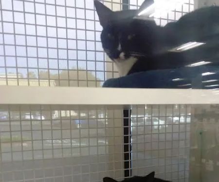 Petco