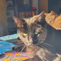 Lucky Pets ico