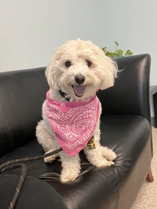 Harmony Animal Hospital Picture 10