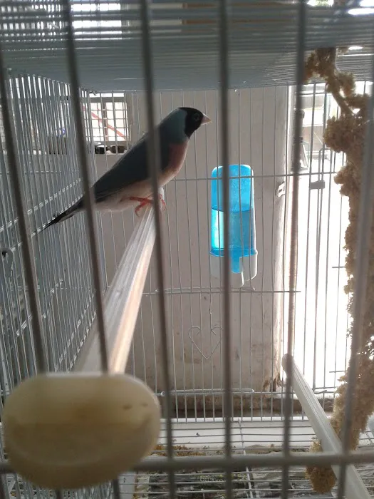 Mike's Pet Store and pet grooming Picture 9