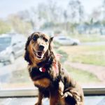 Hayfield Animal Hospital