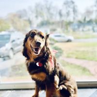 Hayfield Animal Hospital ico