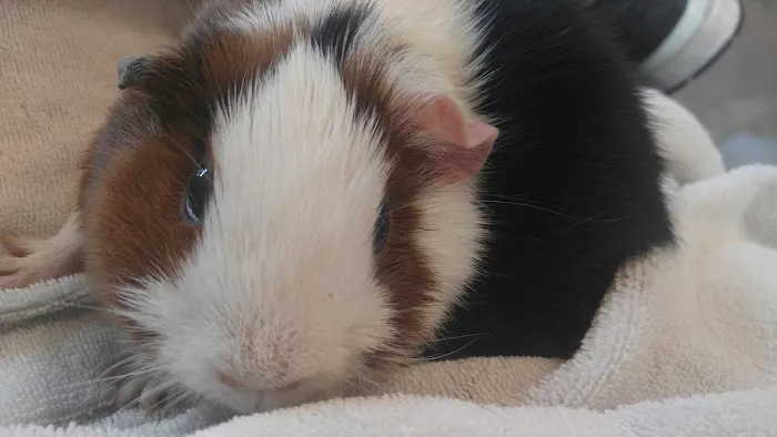 Hayfield Animal Hospital Picture 9
