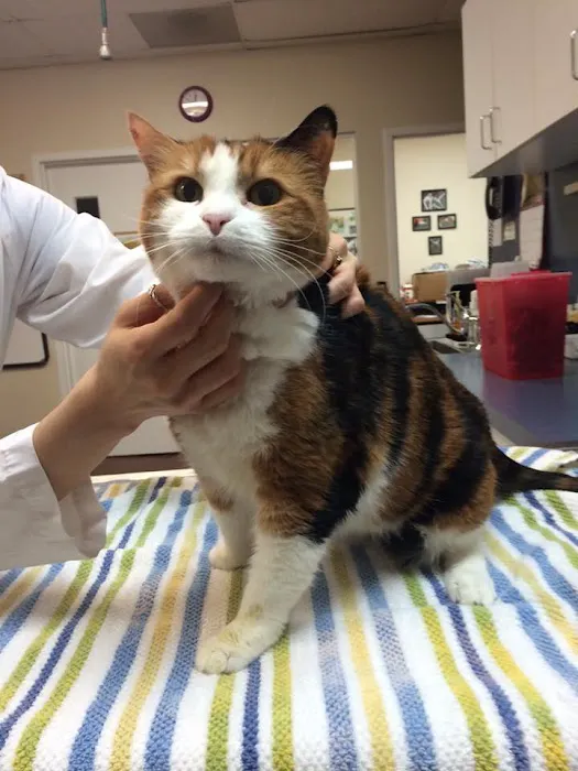 Kingstowne Cat Clinic Picture 1