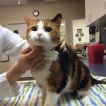 Kingstowne Cat Clinic