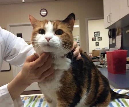 Kingstowne Cat Clinic