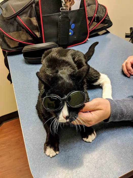 Kingstowne Cat Clinic Picture 5