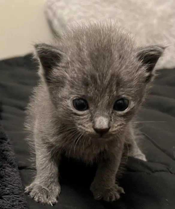 Kingstowne Cat Clinic Picture 8