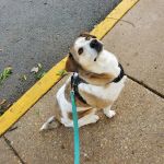 Kingsview Animal Hospital