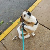 Kingsview Animal Hospital ico