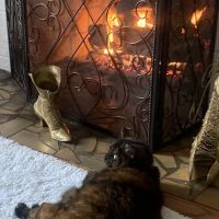 Hometown Veterinary Clinic ico