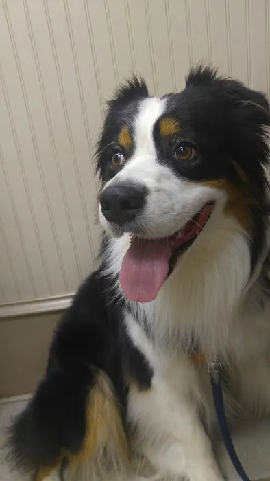 Hometown Veterinary Clinic Picture 4