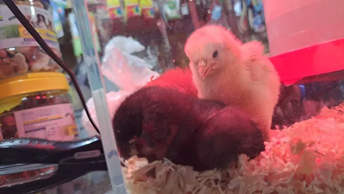 la Granja Pet Shop Picture 2