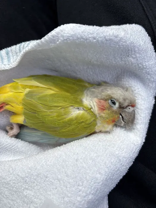la Granja Pet Shop Picture 4