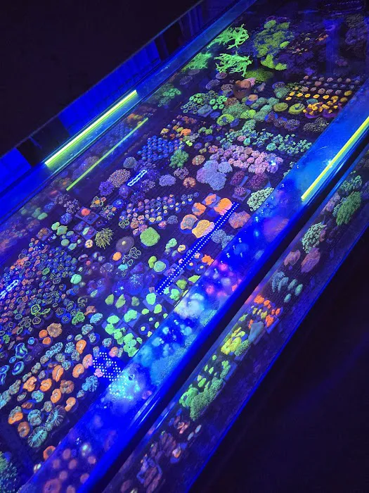 OMG Jesus Coral Picture 4