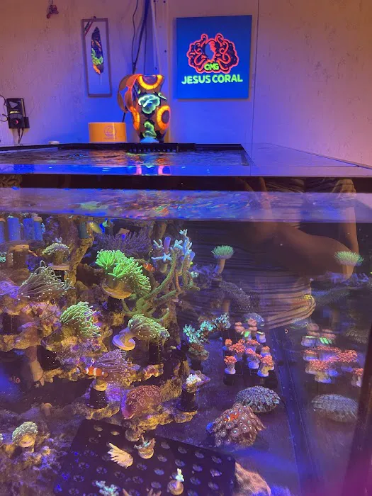 OMG Jesus Coral Picture 9